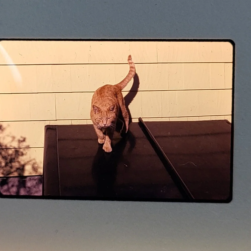 Lot of 29 Slides Various Cats‎ Photos 1959 Through 1973 Mixed Lot